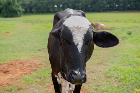 Closeup of cow on Brazilian farm. Beef cattle, Ox resulting from the cross between different breeds. Brazilian livestock is one of the largest in the world. Extensive cattle breeding regime.の写真素材