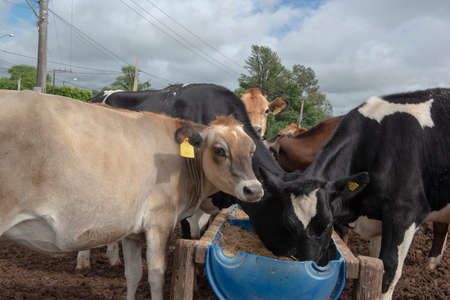 Cows eating from trough made of blue plastic barrels. Cows of different breeds being bred intensively. cows eating hay in cowshed. Cattle eating in the trough, in confinement. Countryside of Brazil.の写真素材