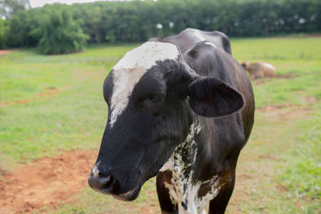 Closeup of cow on Brazilian farm. Beef cattle, Ox resulting from the cross between different breeds. Brazilian livestock is one of the largest in the world. Extensive cattle breeding regime.の写真素材