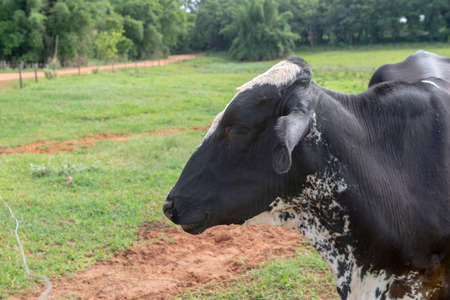 Closeup of cow on Brazilian farm. Beef cattle, Ox resulting from the cross between different breeds. Brazilian livestock is one of the largest in the world. Extensive cattle breeding regime.の写真素材