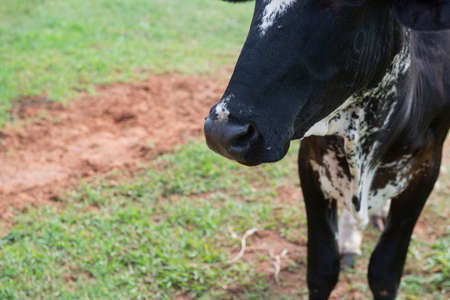 Closeup of cow on Brazilian farm. Beef cattle, Ox resulting from the cross between different breeds. Brazilian livestock is one of the largest in the world. Extensive cattle breeding regime.の写真素材