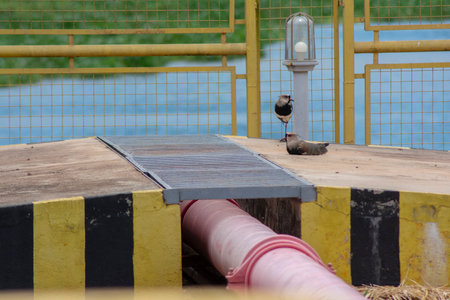 A couple of Southern Queenbird (Vanellus chilenses), it has a pointed, bony spur, 1 centimeter long where the wings meet, a black stripe from the neck to the chestの写真素材