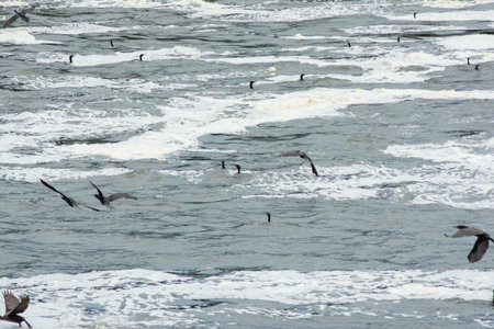 TietÃª River with groups of cormorants (Nannopterum brasilianus), a southern bird of the Phalacrocoracidae family. A bird that dives in search of fish usually only sticks its neck out of the waterの写真素材