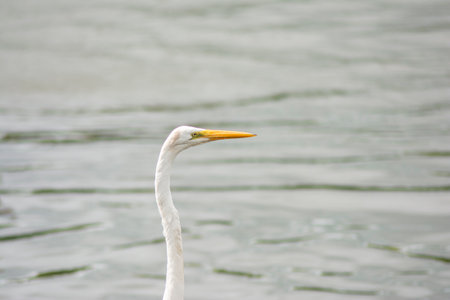 Close-up of a white egret balancing on a rope over the TietÃª river in the interior of the State of SÃ£o Paulo.の写真素材