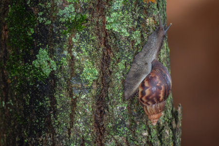 Giant African Snail (Achatina fulica) climbing tree trunk. Hermaphroditic species. Both partners of a mating pair will produce offspring as they can simultaneously fertilize each otherの写真素材