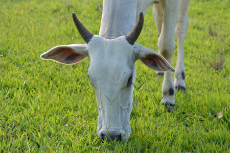 Close-up view of a Nellore cow with its head down eating green grass in countryside of Brazil during sunset. Beef livestock is a sector of great economic relevance in agribusinessの写真素材