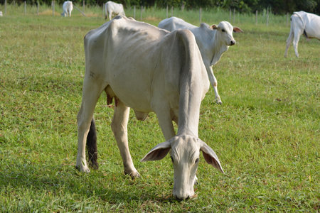 Side view of a Nellore cow eating green grass in the countryside of the State of SÃ£o Paulo - Brazil. The raising of beef cattle is a sector of great economic importance in agribusiness.の写真素材