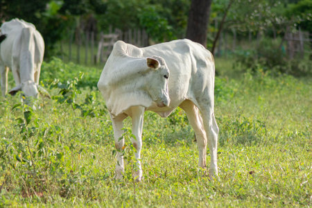 Beautiful white Nellore calf scratching itself in the pasture in rural Brazil, the largest producer of beef cattle in the world. Agribusiness and meat exportの写真素材