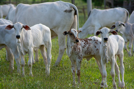 Front view of beautiful and healthy white and piebald Nellore calves grazing at sunset in greenish pasture in Brazilian spring. Beef cattle.の写真素材
