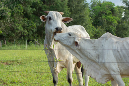 Bull and Nellore cow side by side next to the fence on a farm during sunset. Beef cattle on green pasture in spring with trees in the background.の写真素材