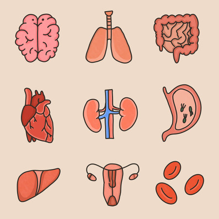 set of human organs isolated on light backgroundの写真素材