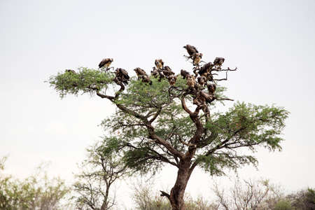 Birds on the treeの写真素材