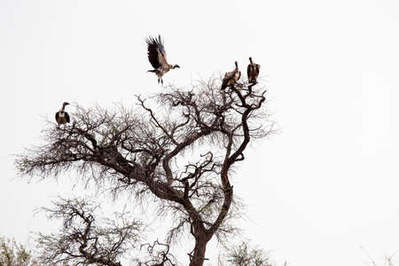 Flying Vulture
