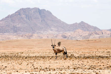 Oryx in Namib Desertの写真素材