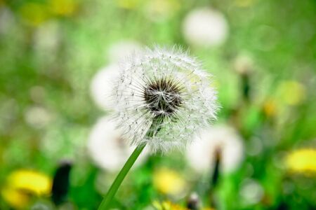 Little Dandelionの写真素材