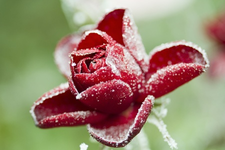 Frozen red rose with green leaves as background. Rose petals in small ice crystals surrounding the flower. Tripod used.の写真素材
