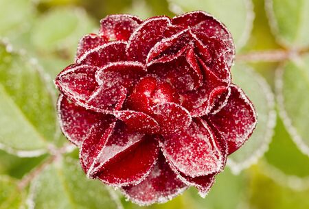 Frozen red rose with green leaves as background. Rose petals in small ice crystals surrounding the flower. Tripod used.の写真素材