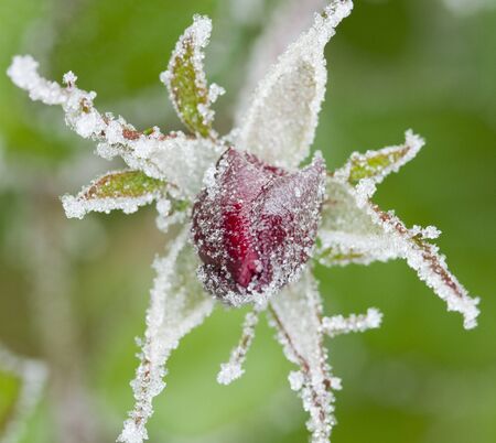Frozen red rose. Rose petals in small ice crystals surrounding the flower. Tripod used.の写真素材