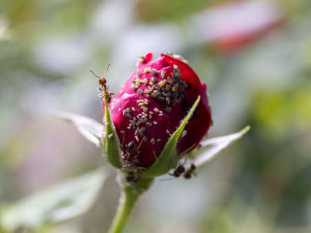 Ant on the red roses leaf, macro close upの写真素材