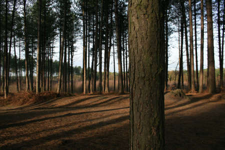 See the wood for the trees