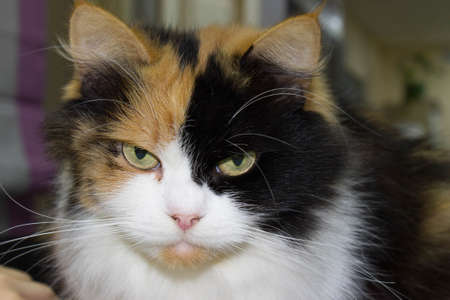 The big three-color angry shaggy cat close-upの写真素材