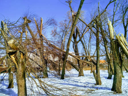 broken trees after a windbreakの写真素材