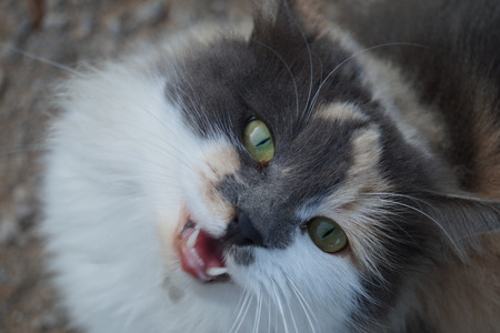 Portrait of catの写真素材
