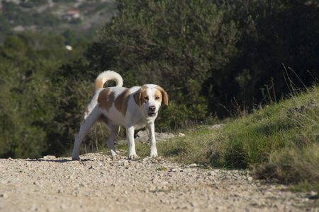 Dog in natureの写真素材