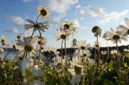 Flowers on the meadowの写真素材