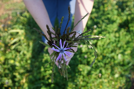 Wild asparugus in the hand