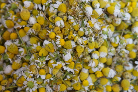 Chamomile flowerの写真素材
