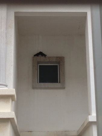 2 birds cuddling