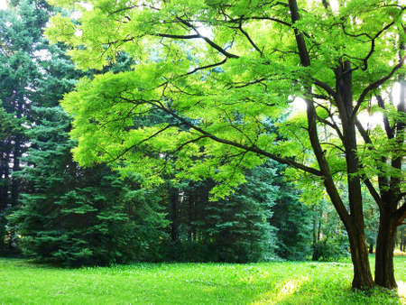 Sunny forestの写真素材