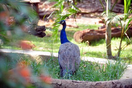 Peacockのeditorial素材