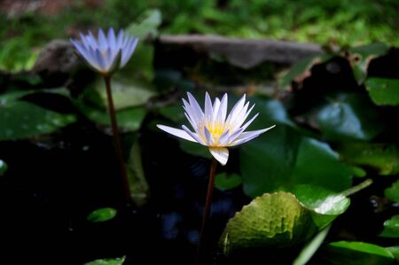 lotuses in the swampのeditorial素材