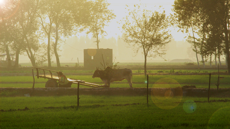 A bull or ox standing in the farm at Morning. Beautiful Morning.の写真素材