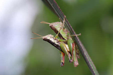 a mating hopperの写真素材