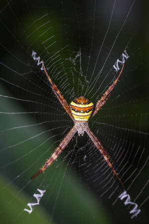 Spider lay on it s webの写真素材