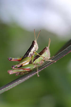 a mating grasshopper の写真素材