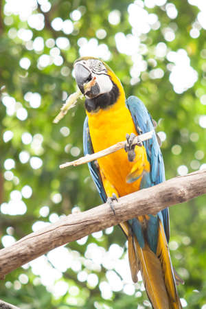 A parrot grab a stickの写真素材