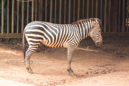 Zebraの写真素材