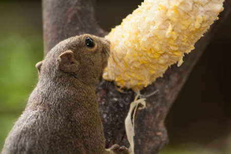 Squirrel eat sweet corn の写真素材