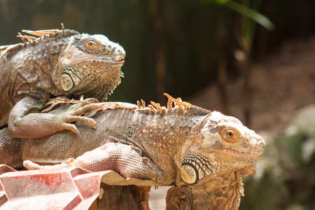 two Iguana taking a rest の写真素材