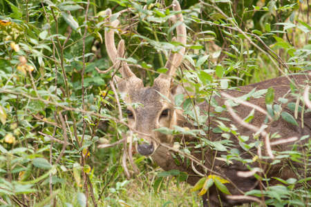 Deer looking into cameraの写真素材