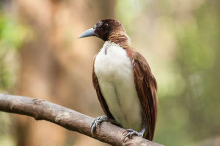 Paradisaea Birdの写真素材