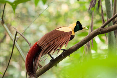 bird of paradiseの写真素材