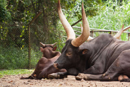 Ankole Cow の写真素材