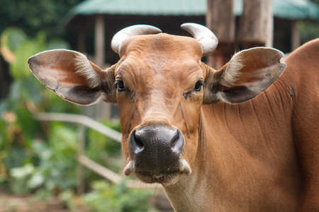 Cow の写真素材