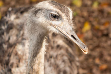 emu looking into camera lensの写真素材