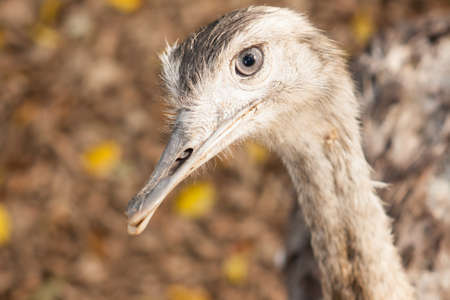 emu looking into camera lensの写真素材